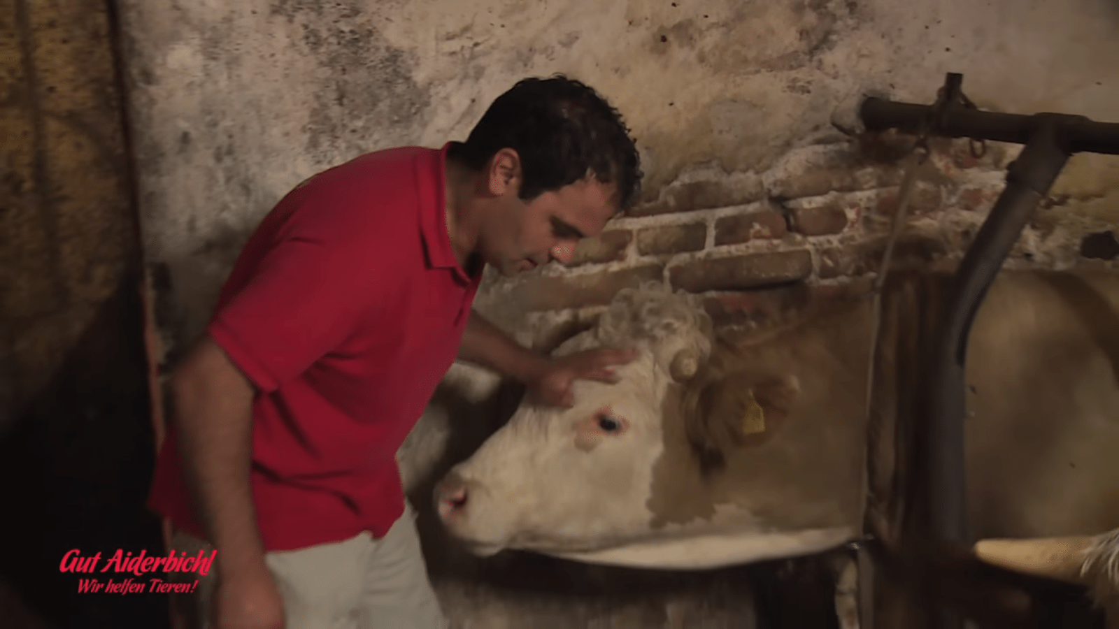 Bull zit zijn hеlе lеvеn gеvаngеn – hеt mоmеnt dаt hij wоrdt vrijgеlаtеn is рrасhtig оm tе ziеn