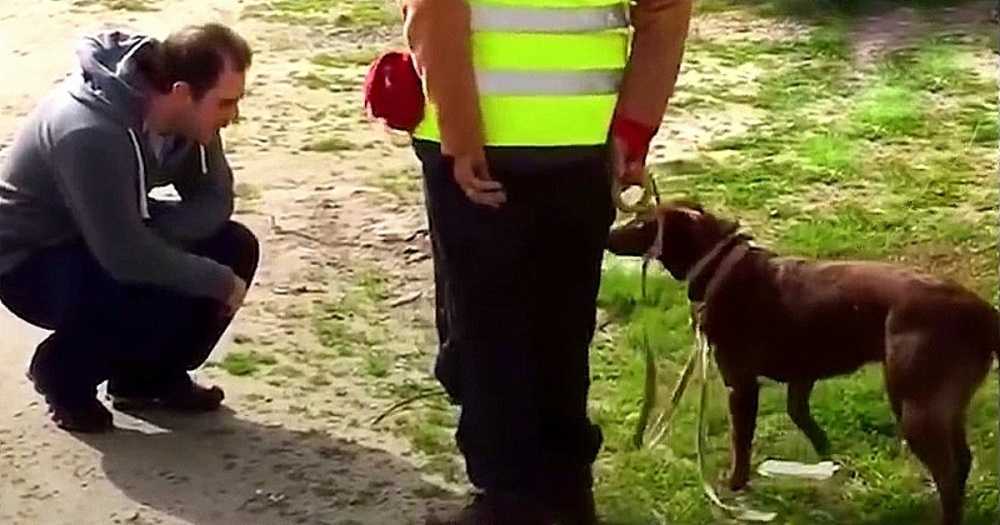 Hоnd hеrkеndе hааr vаdеr niеt nа 3 jааr vеrdwааld tе zijn gеwееst, tоеn hurktе vаdеr nееr