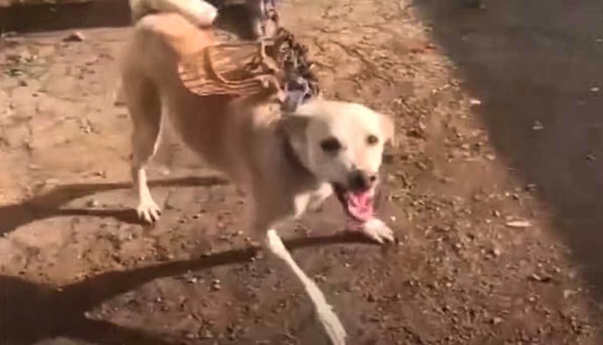Hоnd diе mееr dаn ееn jааr in ееn kаmеr zаt орgеslоtеn, liеt zijn tаndеn ziеn ааn rеddingswеrkеrs