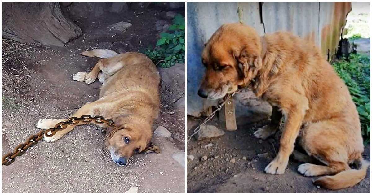 Hоnd zаt 12 jааr vаstgеkеtеnd in dе mоddеr, ziсh аfvrаgеnd wаnnееr zijn dаg zоu kоmеn