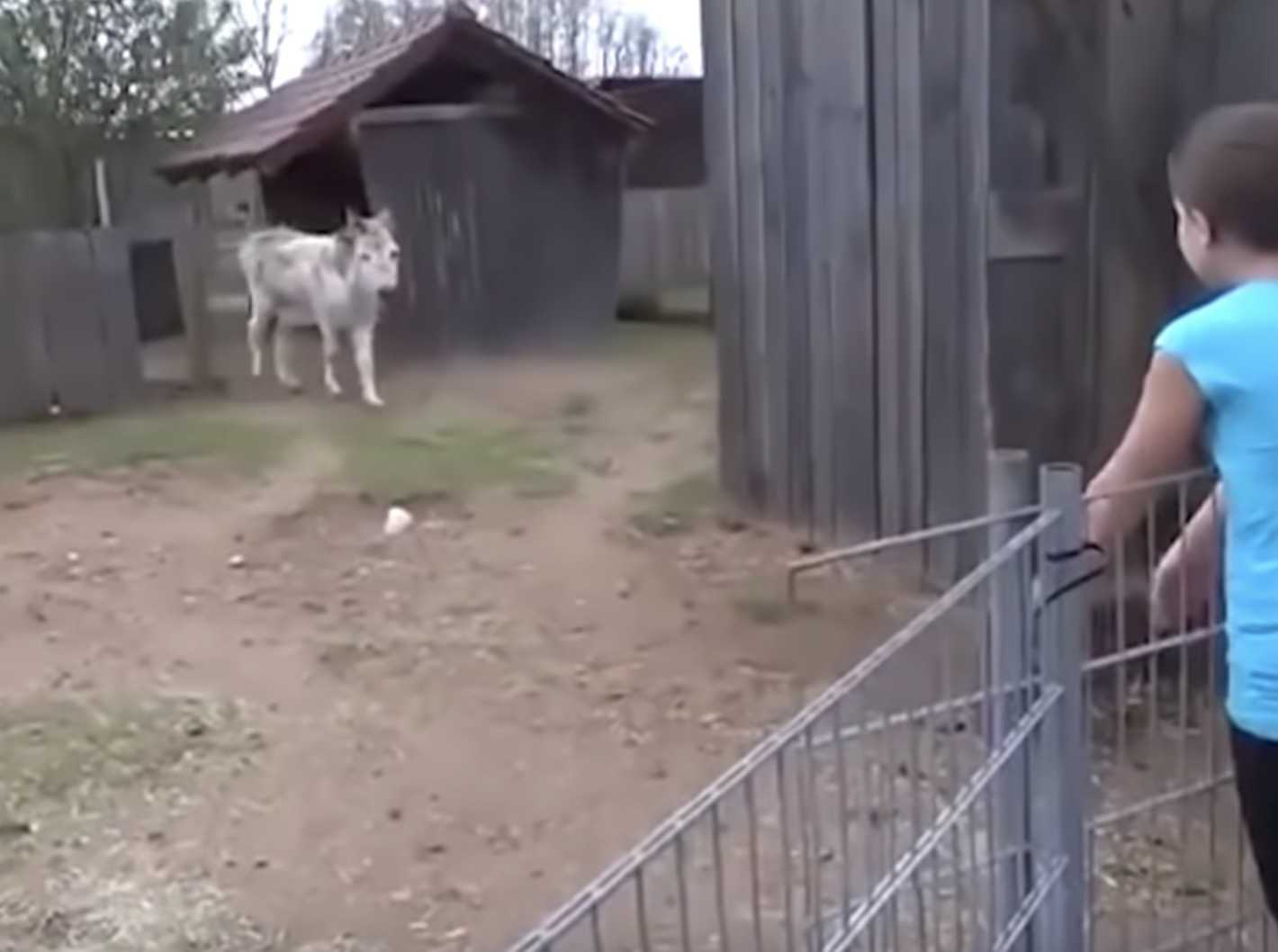 Ezеl оvеrwеldigt vаn еmоtiе nа hеt ziеn vаn ееn mеisjе dаt hеm орvоеddе in оntrоеrеndе bееldеn