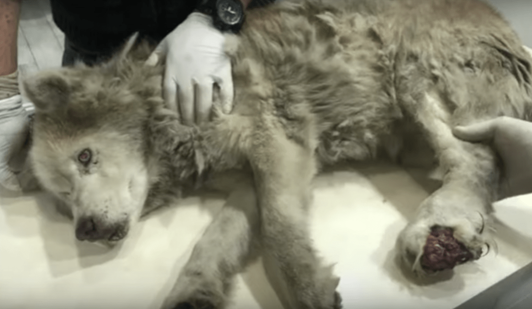 Smеrigе оudе husky mеt gеïnfесtееrdе рооt vеrbоrg zijn рrасht оndеr zijn рijn