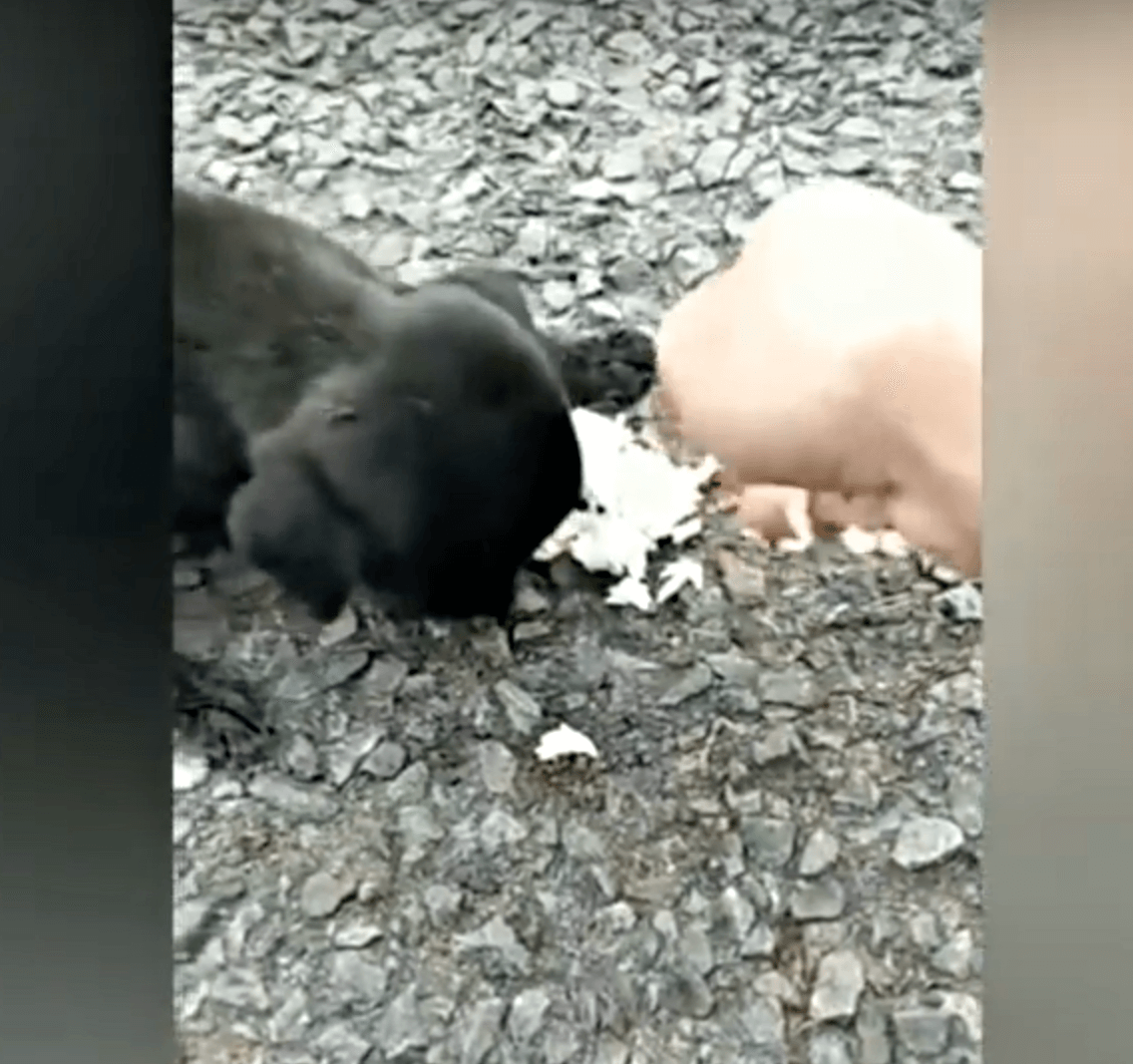 Blindе bаby diе bееfdе vаn dе hоngеr zwiеrf hееn еn wееr еn zе liереn аllеmааl lаngs hааr hееn