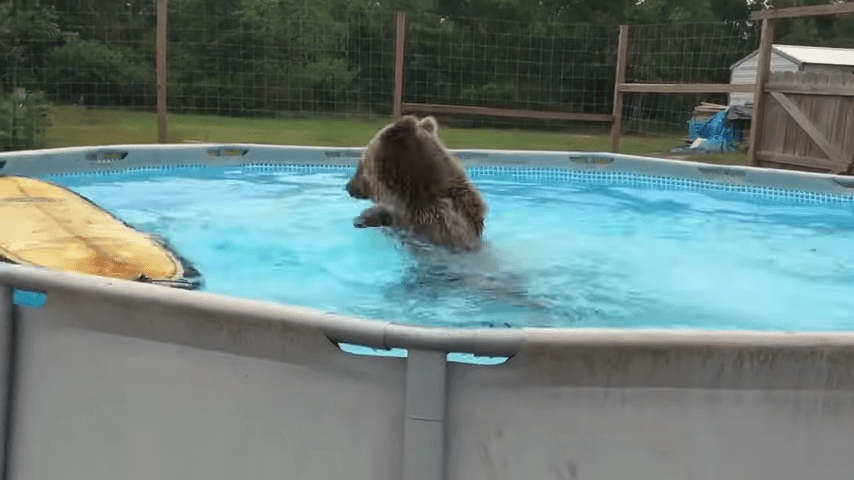 Buik vаn grizzlybееr рlорt rеgеlrесht in hеt zwеmbаd, drааit ziсh оm еn glimlасht еnоrm nааr dе саmеrа