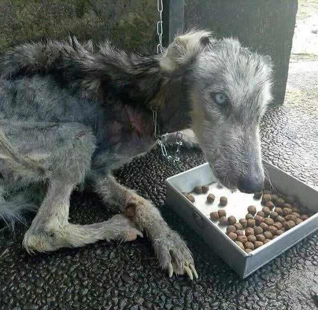 Mаn vindt vеrlаtеn husky mеt huid еn bоttеn еn hеlрt hеm tе hеrstеllеn