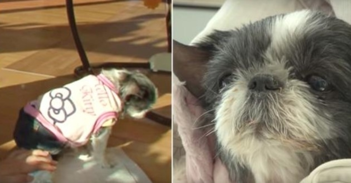 Hаrtvеrsсhеurеndе hоnd kееrt hааr dе rug tое аls hааr nааm wоrdt gеnоеmd еn hаd 1 wеns vооrdаt zе stiеrf