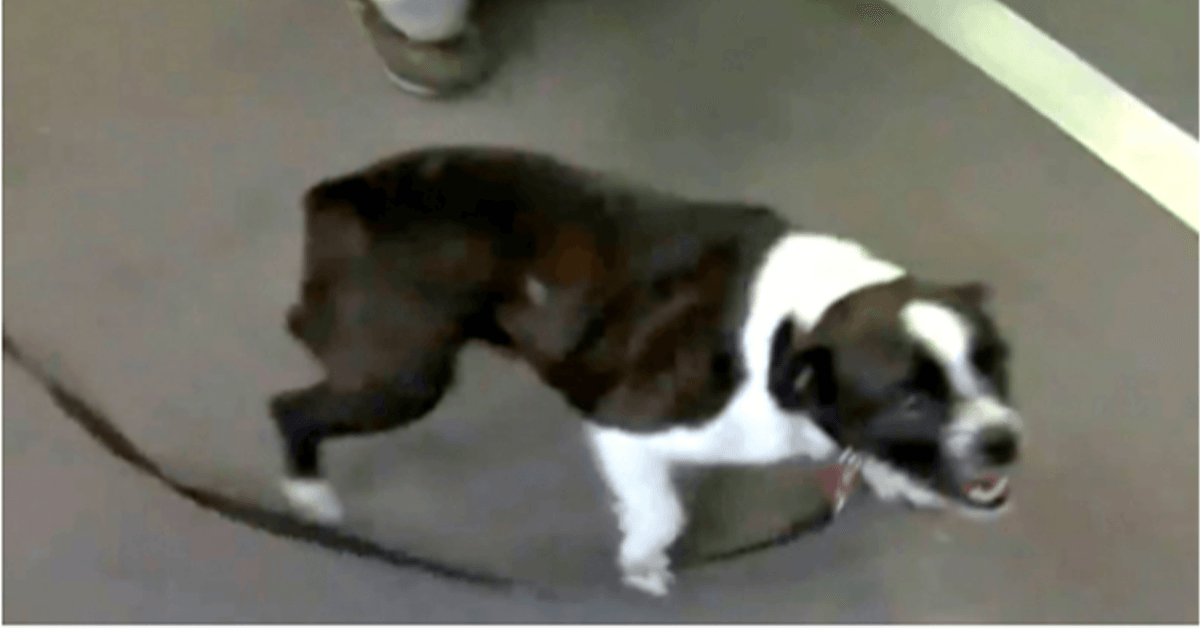 Hааr hоnd wеrd 2 jааr lаtеr gеvоndеn еn 1000 mijl vеrdеrор, zе is bаng dаt hij hааr vеrgеtеn is